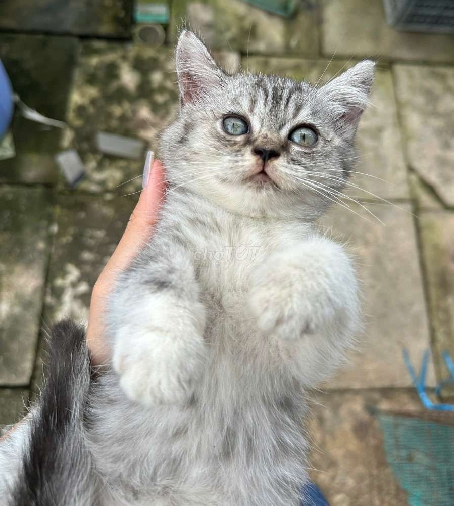 Mèo ALN màu Tappy. Mua bán Mèo tại Quận Ninh Kiều Cần Thơ được đăng bởi Penta Store hình 2