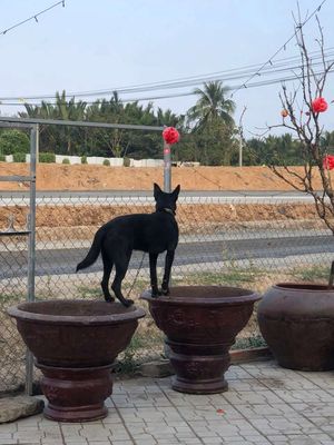 Becge Bỉ lai Phú Quốc k ai  chăm sóc. Mua bán Chó tại Thành phố Bến Tre Bến Tre được đăng bởi Ben