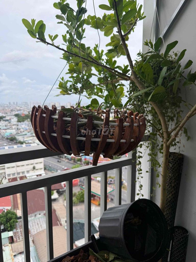Chậu lan Gỗ Nâu 35cm. Mua bán Cây cảnh, đồ trang trí tại Quận Bình Tân Tp Hồ Chí Minh được đăng bởi Hùng Hoàng hình 1