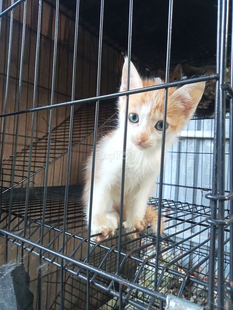 Mèo Anh đực cái 3 tháng tuổi. Mua bán Mèo tại Huyện Củ Chi Tp Hồ Chí Minh được đăng bởi HÒA TRẦN 1 hình 1