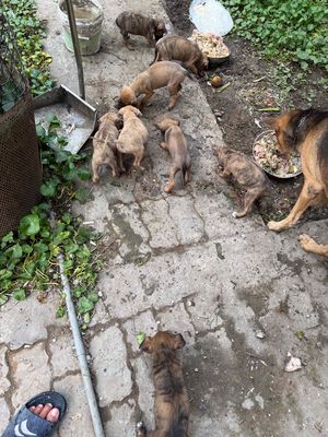 Chó Phú Quốc Con