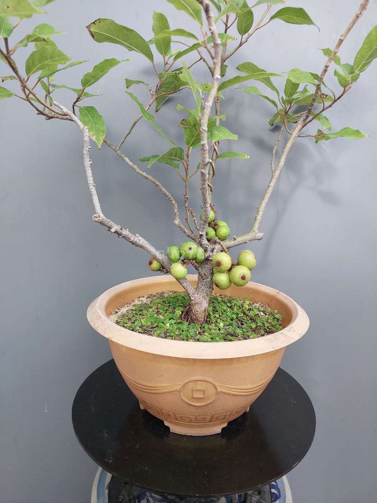 Sung nếp bonsai để bàn cao 55 chậu Composite 30cm. Mua bán Cây cảnh, đồ trang trí tại Quận Tân Bình Tp Hồ Chí Minh được đăng bởi Vườn Phố hình 1