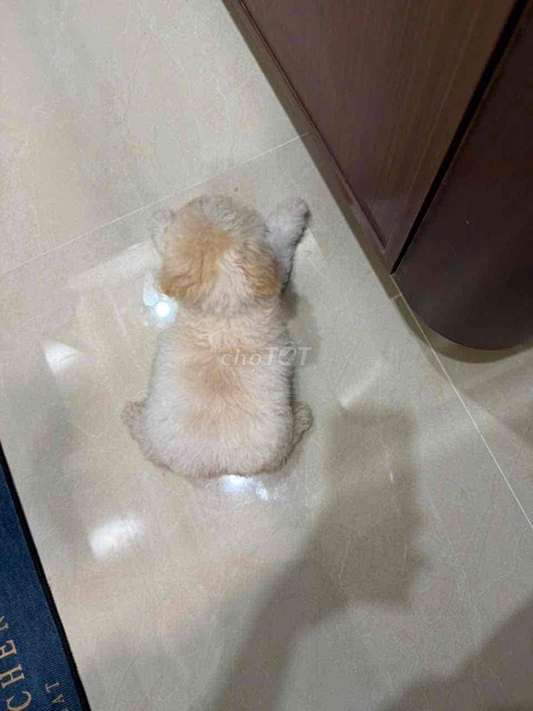 Chó Poodle đực Trắng kem. Mua bán Chó tại Quận Gò Vấp Tp Hồ Chí Minh được đăng bởi Vinh Phuc hình 1