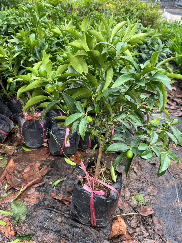 Cây giống Quất ngọt. Mua bán Đồ chuyên dụng, Giống nuôi trồng tại Huyện Gia Lâm Hà Nội được đăng bởi Cây Giống Kinh Tế hình 1