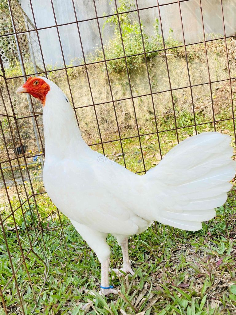 Bướm Trắng T/M tơ 1,9kg trạng xo 2kg. Mua bán Gà tại Thành phố Biên Hòa Đồng Nai được đăng bởi Đinh Hoàng Nam hình 1
