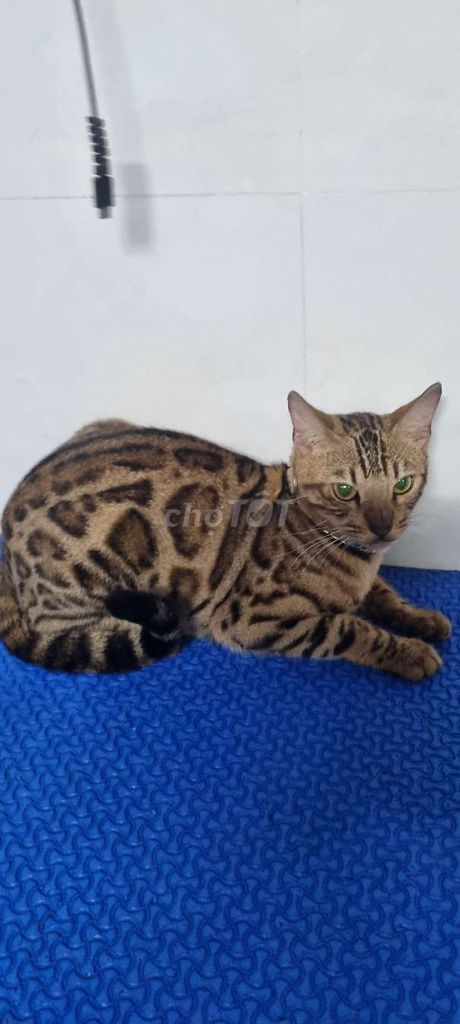 Mèo Bengal cái 1 tuổi. Mua bán Mèo tại Quận 3 Tp Hồ Chí Minh được đăng bởi Thùy Dương hình 1