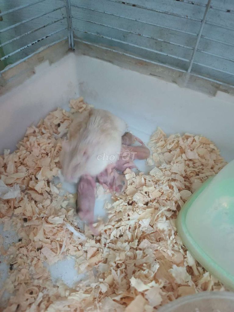 Chuột Hamster sơ sinh. Mua bán Thú cưng khác tại Quận Tân Phú Tp Hồ Chí Minh được đăng bởi Quang Vũ hình 1