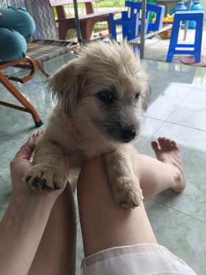 chó nhật lai đáng yêu. Mua bán Chó tại Quận Ninh Kiều Cần Thơ được đăng bởi Lê Điệp