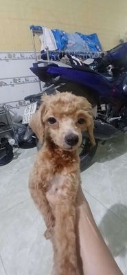 Poodle đực. Không thời gian châm sóc. Mua bán Chó tại Thị xã Tân Uyên Bình Dương được đăng bởi thắng