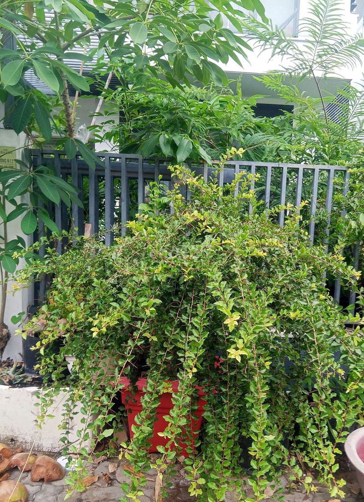 Cây lựu 10 năm cao 2m, gốc 50cm kèm chậu. Mua bán Cây cảnh, đồ trang trí tại Thành phố Thủ Đức Tp Hồ Chí Minh được đăng bởi Kim Lau hình 1