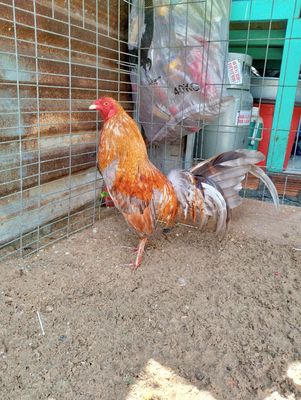 Cú mỹ cuban 1k3 50 mẻ khá.. Mua bán Gà tại Quận Bình Tân Tp Hồ Chí Minh được đăng bởi Tuấn Đạt 