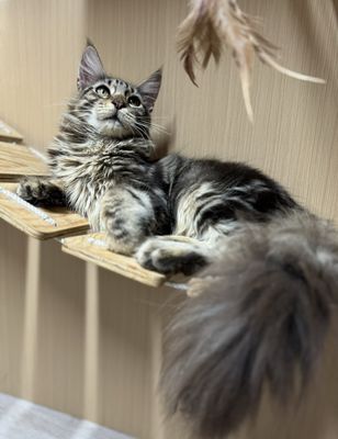 Tìm Nhà Mới Cho Bé Maine Coon Tabby Cái