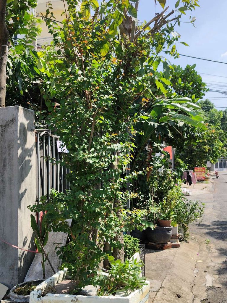 Cây cảnh Tường vi Đỏ 3m 3 năm. Mua bán Cây cảnh, đồ trang trí tại Huyện Hóc Môn Tp Hồ Chí Minh được đăng bởi Tieu Thi Van Ha hình 1