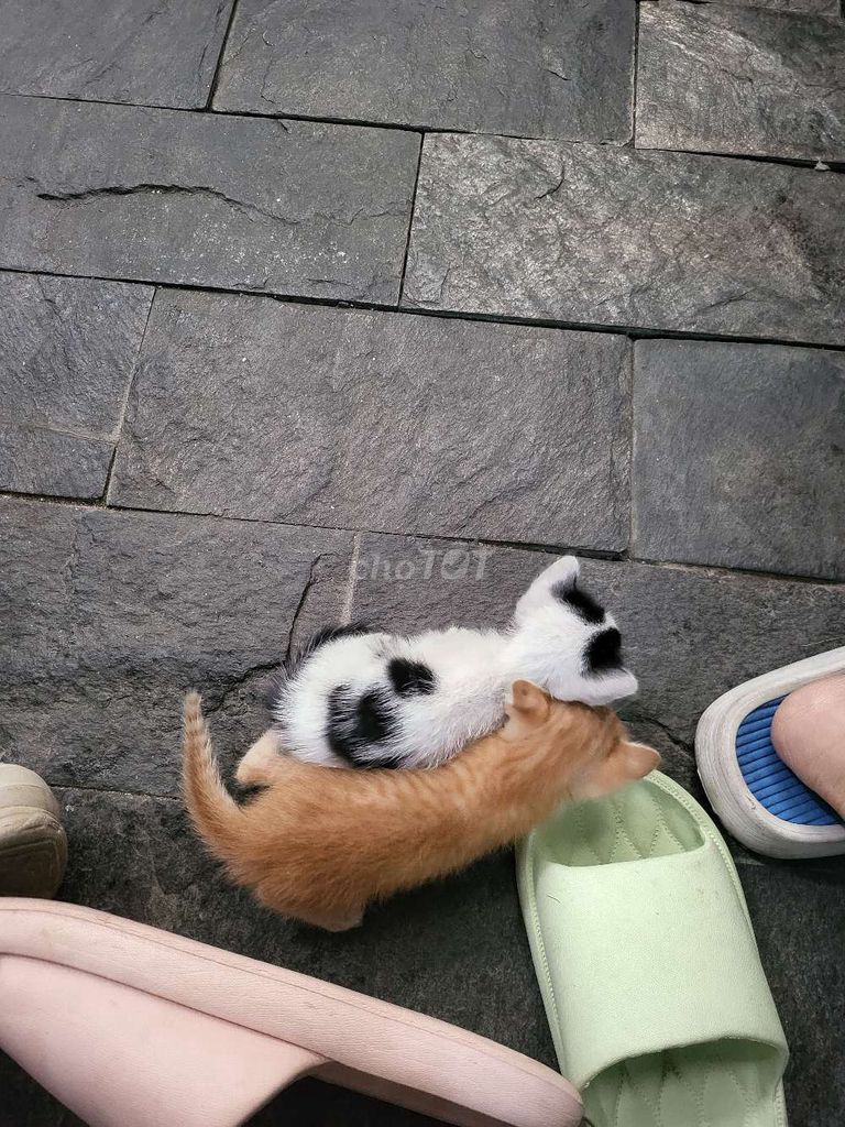 Mèo ta không xác định. Mua bán Mèo tại Quận Tân Bình Tp Hồ Chí Minh được đăng bởi le thi thuy huong hình 1