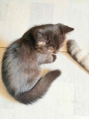 Mèo Anh lông ngắn cái 3 tháng