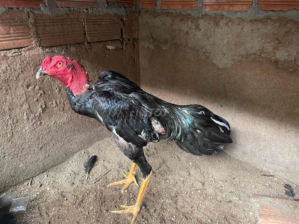 Gà chọi Gà tơ. Mua bán Gà tại Huyện Chư Sê Gia Lai được đăng bởi Phong Nguyễn Văn hình 1