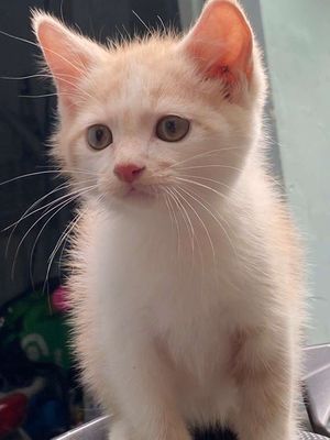 Mèo anh lông lông ngắn đực