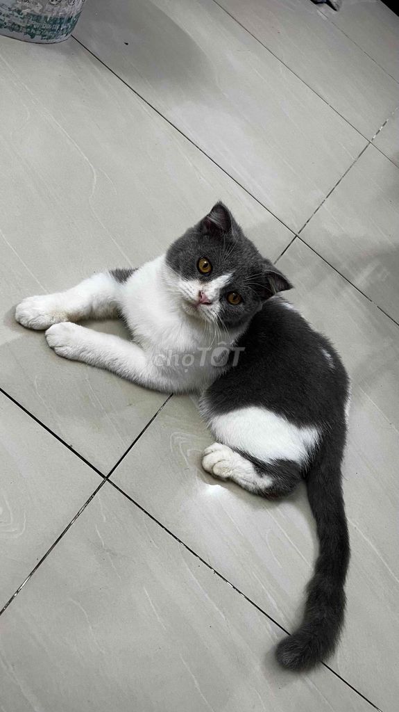 Mèo tai cụp đực 8 tháng. Mua bán Mèo tại Thị xã Bến Cát Bình Dương được đăng bởi Hồng Ngọc hình 1