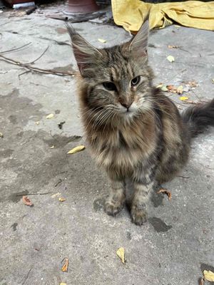 mèo maine coon cái 1 năm tuổi sắp gào đực