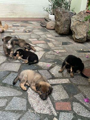 Cần bán chó gấp. Mua bán Chó tại Quận Hải Châu Đà Nẵng được đăng bởi Long Bảo