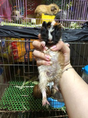 BỌ Ú CẦN GẢ 1 CẶP ABY(QUẬN 6). Mua bán Thú cưng khác tại Quận 6 Tp Hồ Chí Minh được đăng bởi Phạm Ngọc