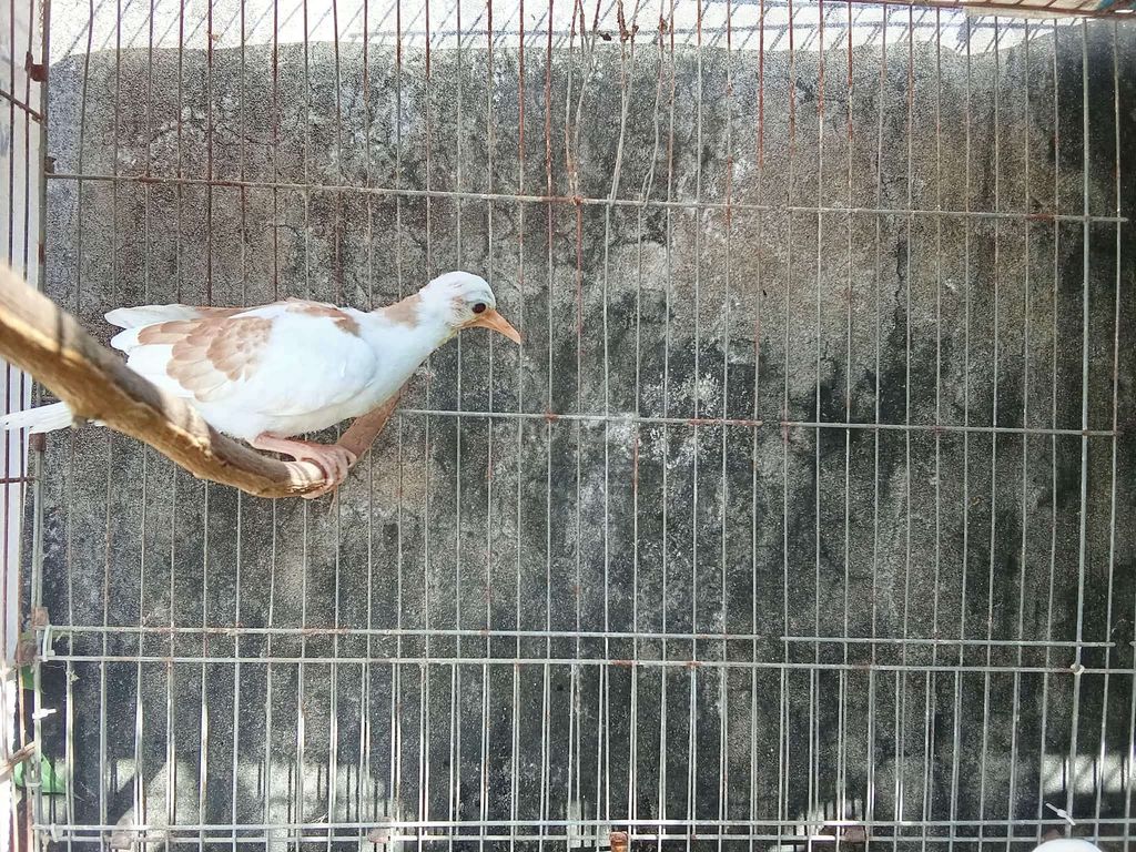 Chim cu gáy thái vh mới biết ăn. Mua bán Chim tại Huyện Ba Tri Bến Tre được đăng bởi Phuong Huynh hình 1