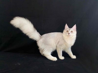 Mèo Maine Coon Đực Silver
