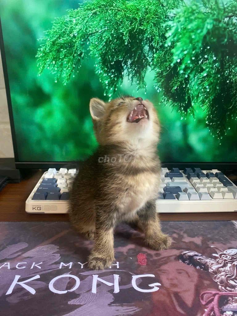 Mều anh lông ngắn (có giảm cho bạn nào iu mều🥹). Mua bán Mèo tại Thành phố Đà Lạt Lâm Đồng được đăng bởi Thắng Hoàng hình 1