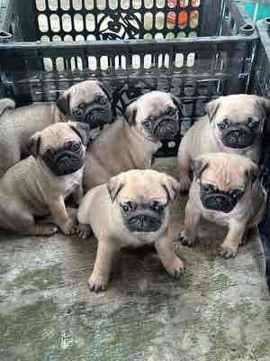 pug mặt xệ. Mua bán Chó tại Quận Cẩm Lệ Đà Nẵng được đăng bởi Anh Pet Shop