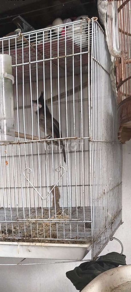 Chim chào mào mái đang thay lông. Mua bán Chim tại Quận 12 Tp Hồ Chí Minh được đăng bởi Chung hình 1