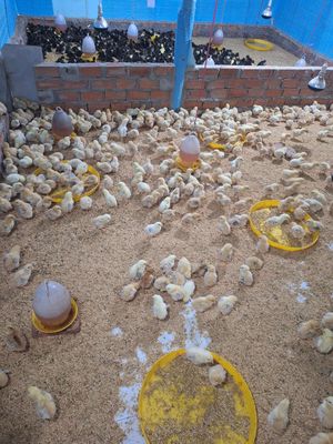 Cần bán con giống gà vịt mới nở vàng sọc đen trắng. Mua bán Đồ chuyên dụng, Giống nuôi trồng tại Quận 12 Tp Hồ Chí Minh được đăng bởi Lê Thị Hảo