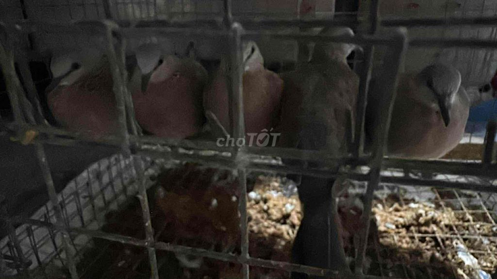 Chim cu gáy non thuần. Mua bán Chim tại Huyện Đức Hòa Long An được đăng bởi Nguyễn Đỗ Hải Đăng hình 1