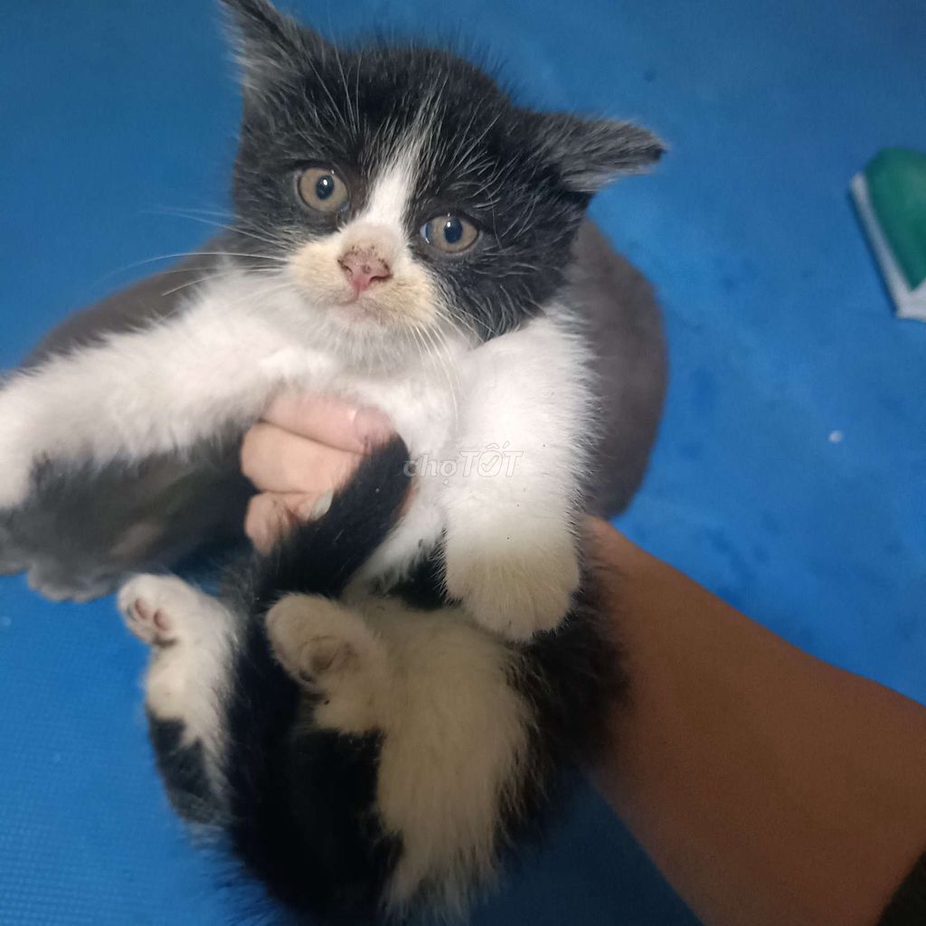 Mèo con lai lông xù tai cụp. Mua bán Mèo tại Huyện Hoài Đức Hà Nội được đăng bởi Giáp hình 1