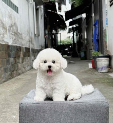 chó nhà đẻ cần bán.. Mua bán Chó tại Quận Gò Vấp Tp Hồ Chí Minh được đăng bởi Triệu Hồng Ngọc hình 1
