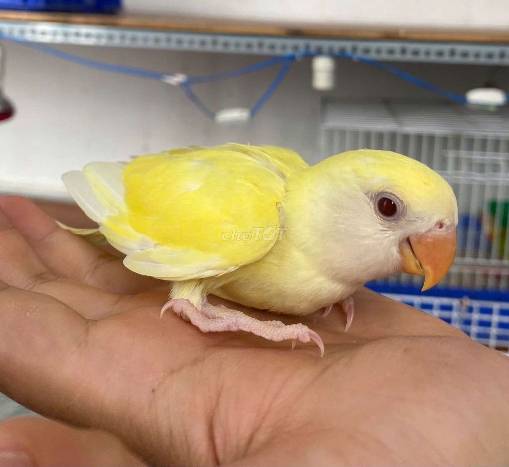 Vẹt lovebird Vàng Non Đẹp. Mua bán Chim tại Quận 12 Tp Hồ Chí Minh được đăng bởi Diễm Hương hình 1