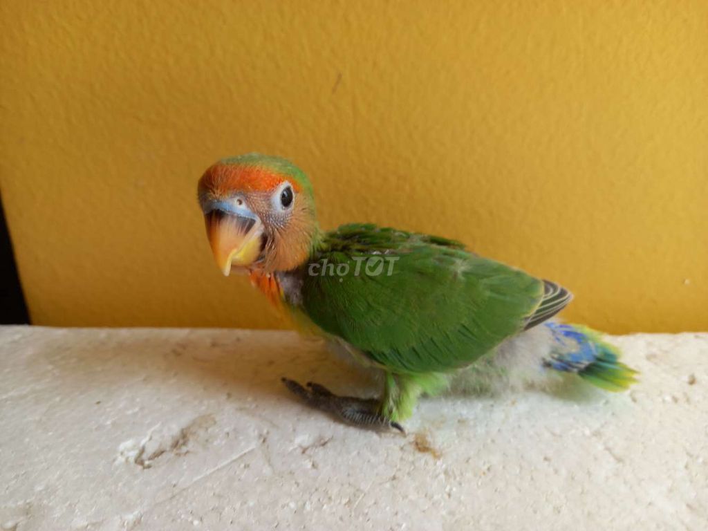 Vẹt Lovebird Non nhiều màu. Mua bán Chim tại Thị xã Gò Công Tiền Giang được đăng bởi Thanh hình 1