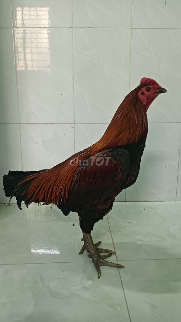 Gà chọi Peru Việt Đực hư 1 mắt 3k5. Mua bán Gà tại Thị xã Cai Lậy Tiền Giang được đăng bởi Thanh hình 1