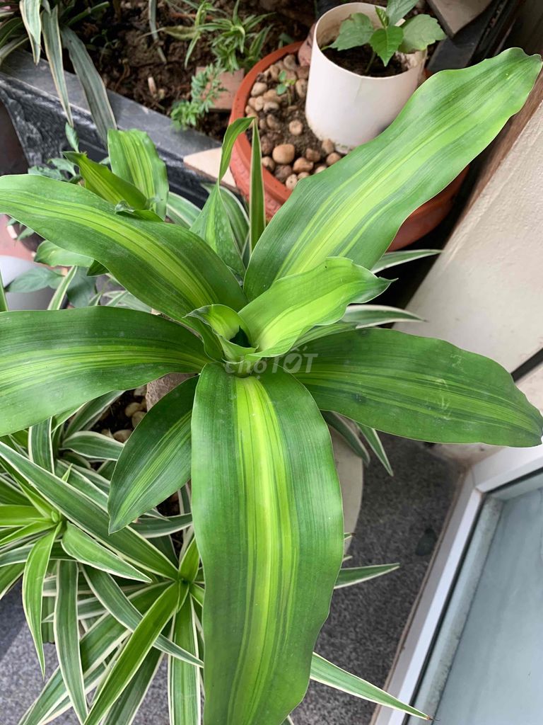 thiết mộc lan. Mua bán Cây cảnh, đồ trang trí tại Huyện Hoài Đức Hà Nội được đăng bởi Ali hình 1