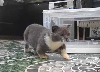 Mèo chân lùn màu bicolor cái 6 tháng tuổi