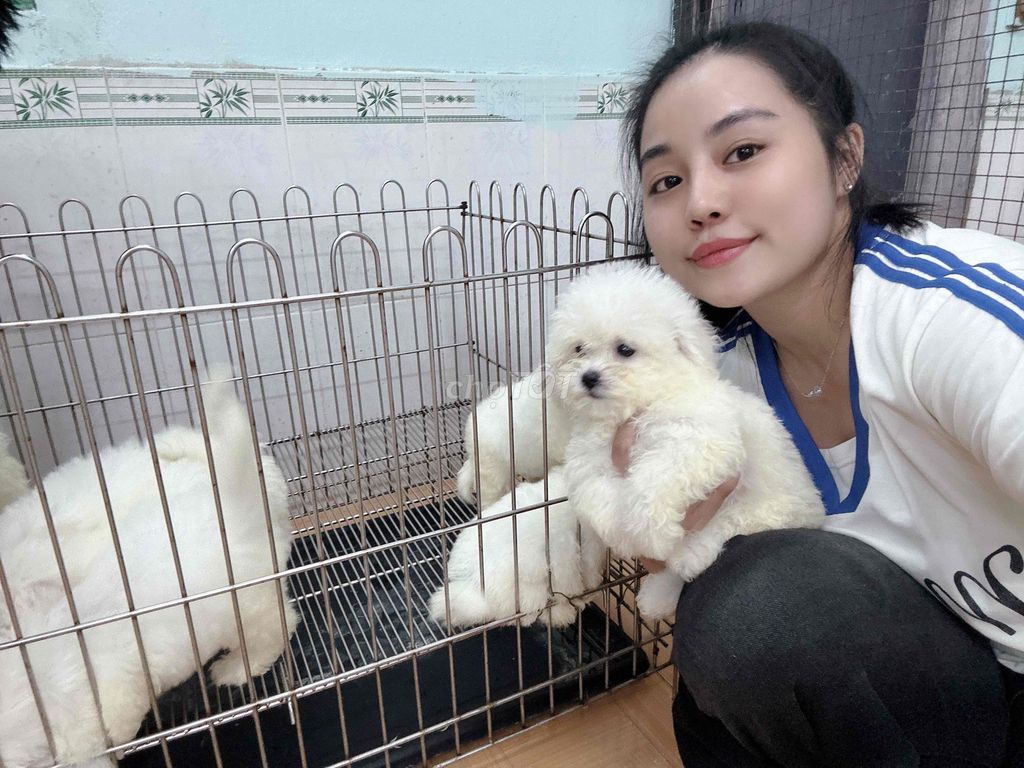 bichon sinh sản tại nhà hàng cao cấp. Mua bán Chó tại Quận Ngũ Hành Sơn Đà Nẵng được đăng bởi An Pet hình 3