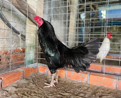 🐔 Mới Xong Long. Tay Còn Ốm 🐔Hiện 2kg7. Trạng 2kg9. Mua bán Gà tại Thị xã Tân Châu An Giang được đăng bởi Gà Đá TânChâu