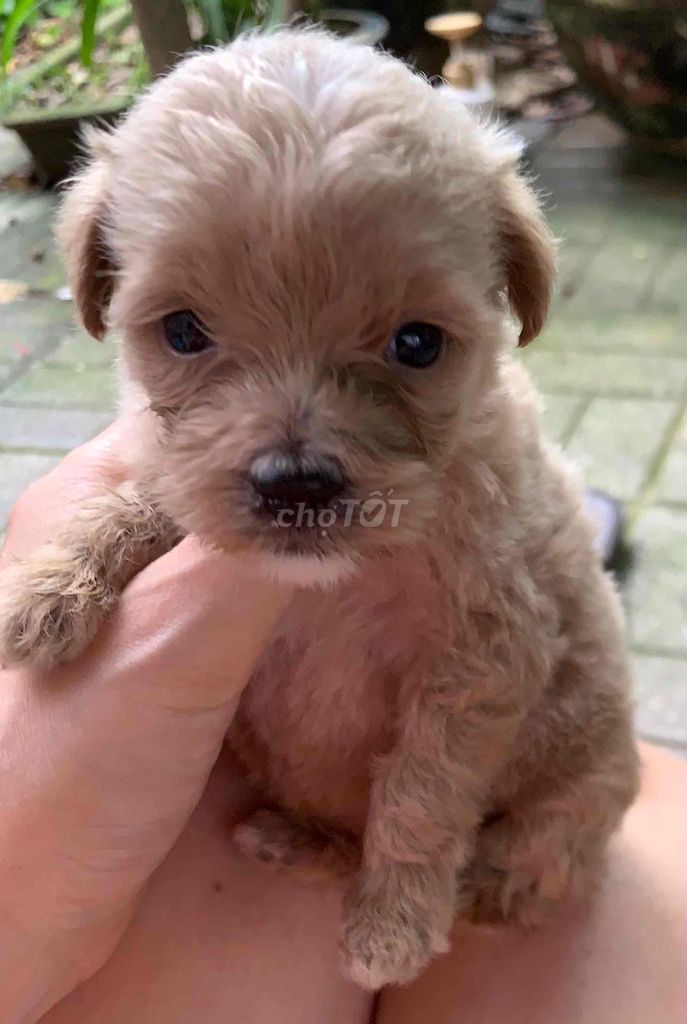 Chó con Cái Nâu Hơn 1 tháng. Mua bán Chó tại Thành phố Thái Bình Thái Bình được đăng bởi Thanh Vu hình 1