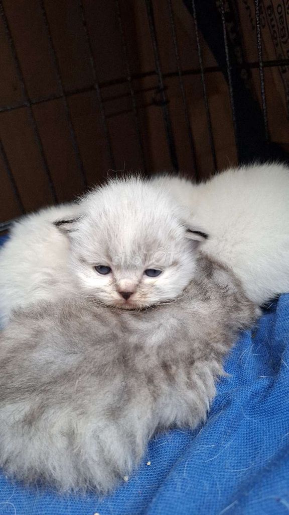 đàn 5 mẹ con aln. Mua bán Mèo tại Quận Hoàng Mai Hà Nội được đăng bởi Thu Sẽ Gầy hình 1