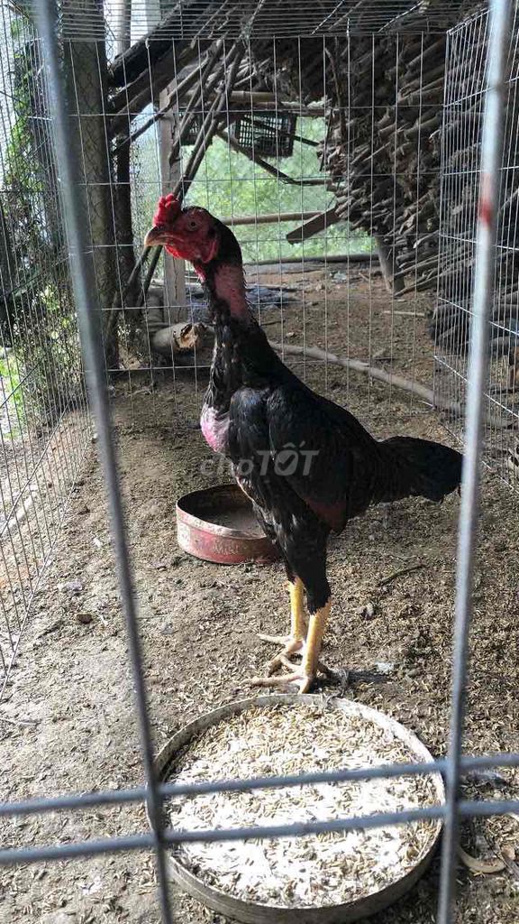 Gà chọi trống Đen chân Vàng. Mua bán Gà tại Huyện Hòa Vang Đà Nẵng được đăng bởi Trang Nguyễn hình 1