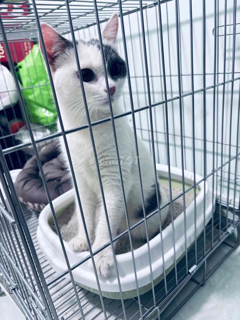 Mèo Anh lông ngắn Trắng đen. Mua bán Mèo tại Quận Gò Vấp Tp Hồ Chí Minh được đăng bởi Diệp Ngọc Quý hình 1