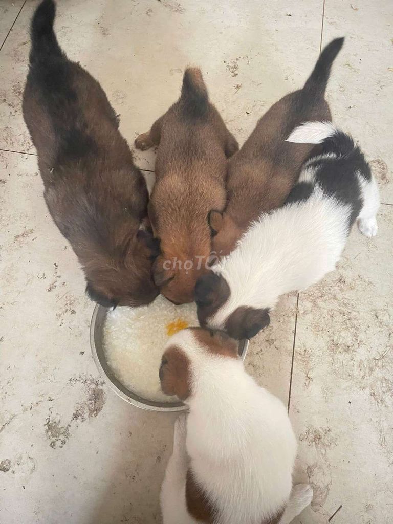 Chó Nhật lai Phốc con nhiều màu. Mua bán Chó tại Quận 8 Tp Hồ Chí Minh được đăng bởi Nguyễn Thành Tâm hình 1