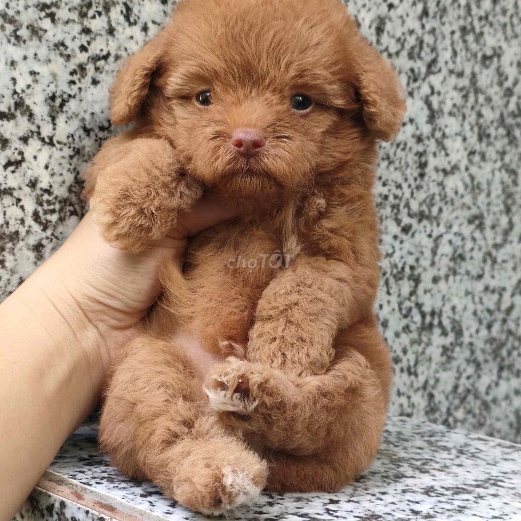 Chó Poodle đực Nâu đã tiêm 2 mũi. Mua bán Chó tại Quận Cẩm Lệ Đà Nẵng được đăng bởi kimhue hình 1