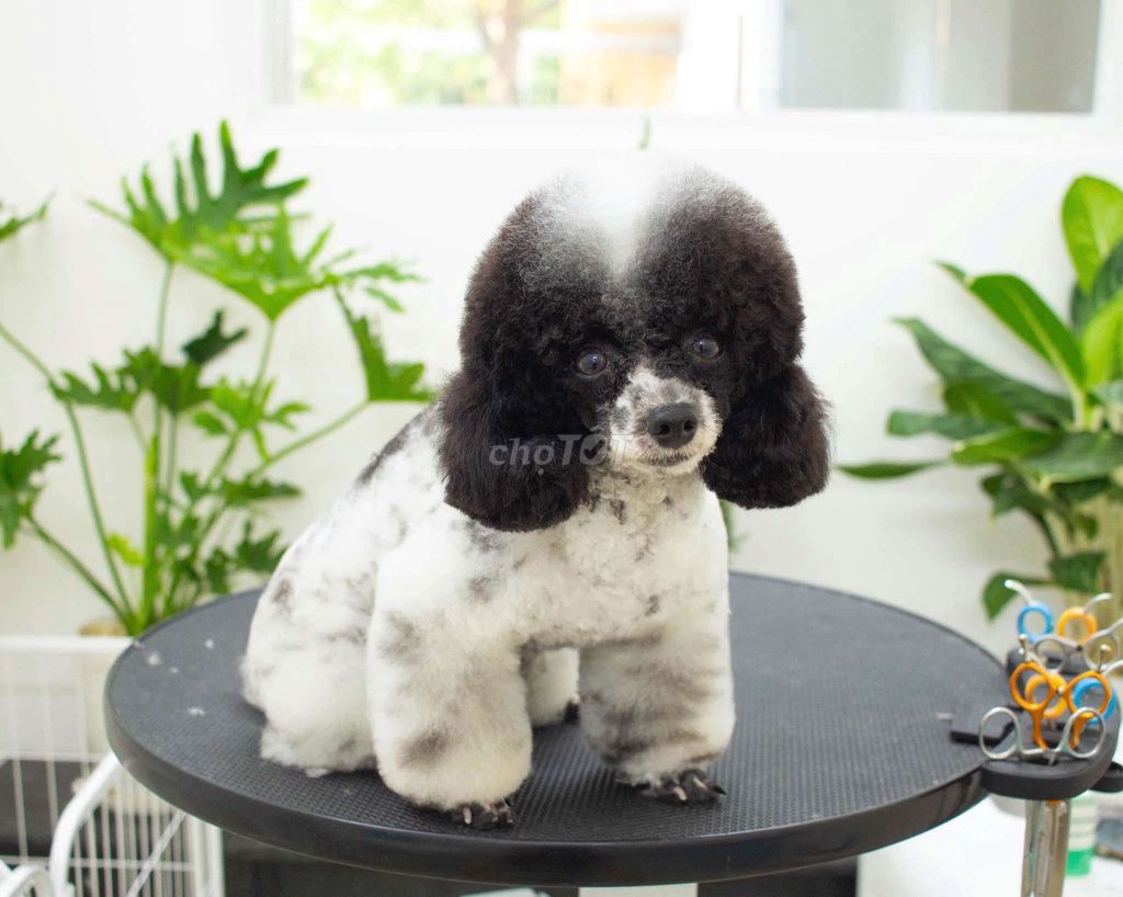 Chó Poodle Đen trắng. Mua bán Chó tại Quận 7 Tp Hồ Chí Minh được đăng bởi Quý Nguyễn hình 1