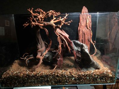 bán bộ layout bonsai cho hồ thuỷ sinh