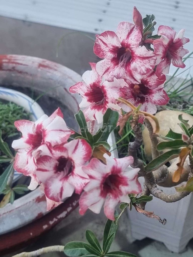 Cây sứ Hồng trắng. Mua bán Cây cảnh, đồ trang trí tại Quận Tân Phú Tp Hồ Chí Minh được đăng bởi NGUYỄN NAM hình 1